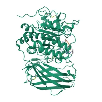 Anticorpo Monoclonal Anti-Furina para WB e ELISA - P09958