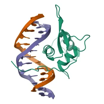Anticorpo policlonal de coelho Phospho-FOXO3A-S253 para WB, IHC-P, ELISA - O43524