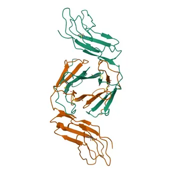 Anticorpo monoclonale anti-LILRA2/CD85h per IF/ICC, FC - Q8N149