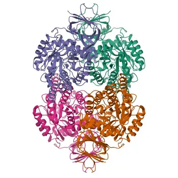 جسم مضاد أحادي النسيلة أرنب مضاد لـ CRMP5/DPYSL5 لـ WB، IHC-P، ELISA - Q9BPU6