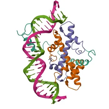 Anticorpo monoclonale coniglio NFYA per WB, IP, IHC-P, ChIP, ELISA - P23511