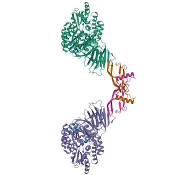Anticuerpo Monoclonal Anti-CD105/Endoglina para ELISA, WB, FC - P17813