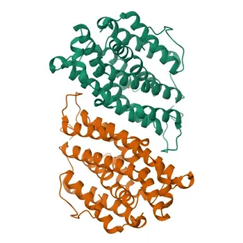 Anti-RRM2 Rabbit Monoclonal Antibody for WB and ELISA - P31350