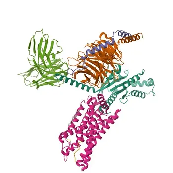 Anticorpo Monoclonal Anti-CXCL10/IP-10 para WB, IHC-P, IF/ICC, ELISA - P02778