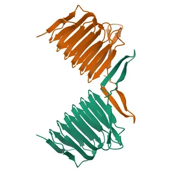Anticorpo Monoclonale Coniglio Anti-CAP1 per WB, ELISA - Q01518