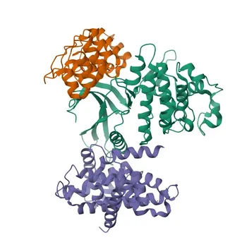 Anticuerpo monoclonal de conejo Anti-CDKN2C/p18-INK4C para WB - P42773