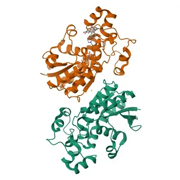 Anticorpo monoclonal anti-PGAM1 para WB, IHC-P, ELISA - P18669