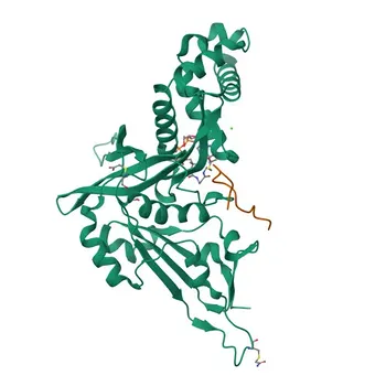 Anticorpo monoclonale di coniglio anti-KAT1/HAT1 (WB, IP, IHC-P, IF/ICC, ELISA) - O14929