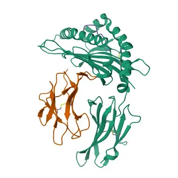 mAb coelho anti-β2 Microglobulina Humana para Citometria de Fluxo - P61769
