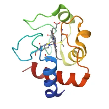 Anticorpo monoclonale coniglio Citocromo c - P99999