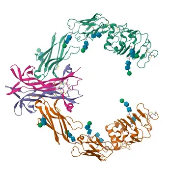 Anticorpo Policlonale di Coniglio Anti-Fosfo-TrkA-Y490 per WB ed ELISA - P04629