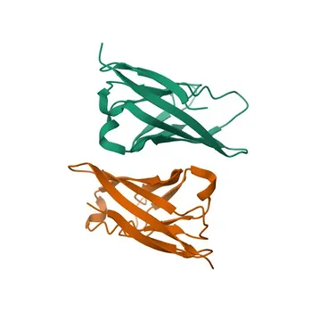 Anticorpo Monoclonal Coelho anti-Humano CD84 para IF/ICC e FC - Q9UIB8