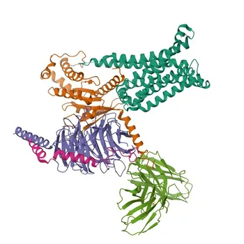 Anticorpo monoclonale di coniglio anti-recettore MC5 per WB, ELISA - P33032