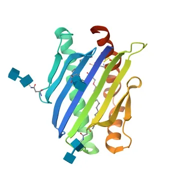 Anticuerpo monoclonal de conejo anti-CD201/EPCR humano para FC - Q9UNN8