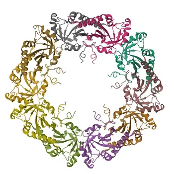 Anticuerpo Monoclonal Anti-Peroxiredoxin 4 (PRDX4) para WB, IHC-P, IF/ICC, ELISA - Q13162