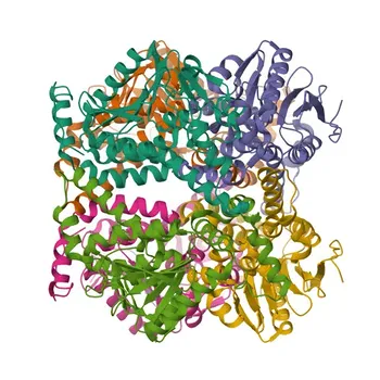 Anticorpo monoclonale di coniglio anti-ECH1 (validato KD) per WB, IHC-P, IF/ICC, ELISA - Q13011