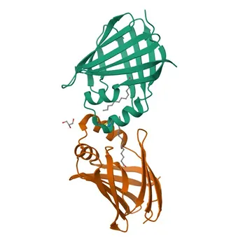Anticorpo monoclonal anti-CRABP1 para WB, IF-P, ELISA - P29762