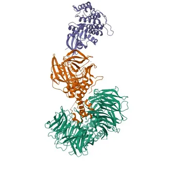 Anticorpo monoclonale anti-Caseina Kinasi 1 alfa (CSNK1A1) per WB, IHC-P, ELISA - P48729