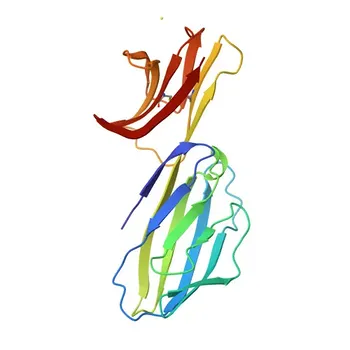 Anticuerpo Monoclonal Conejo Anti-Ratón CD4 conjugado con para Citometría de Flujo - P05540