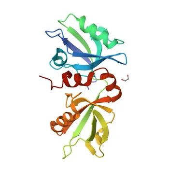 Anticorpo Monoclonal Anti-Syntenin-1 (Syntenin) para WB, IHC-P, IF/ICC, ELISA - O00560