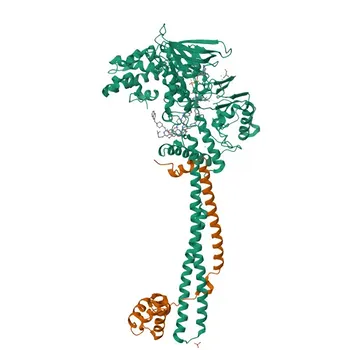 Anticorpo monoclonale di coniglio anti-CoREST/RCOR1 per WB, IHC-P, IP, ELISA, ChIP - Q9UKL0