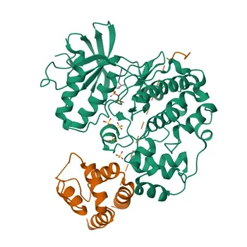 Anticorpo policlonale di coniglio anti-Phospho-PEA15-S104 per WB, ELISA - Q15121