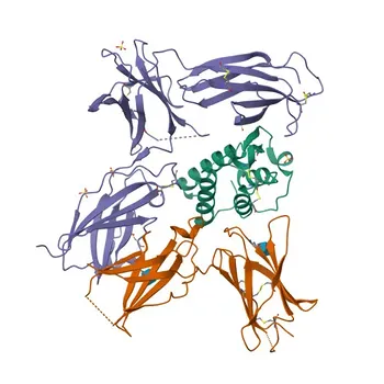 APC Rabbit anti-Human CD213a1/IL-13Rα1 Monoclonal Antibody for FC - P78552