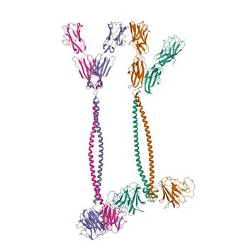 Anticuerpo monoclonal 647 Conejo anti-Humano BTN3A1/2/3 para FC - O00481 / P78410 / O00478