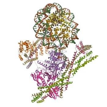 Anti-Phospho-Histon H2A-S129 Kaninchen pAb - P04911
