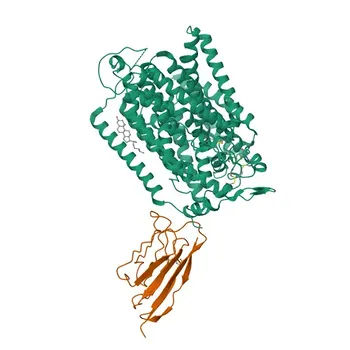 Anti-SGLT1 Rabbit Monoclonal Antibody for WB, ELISA - P13866