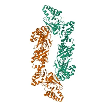 Anticorpo Monoclonal Anti-Periositna para WB, ELISA - Q15063