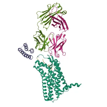 Anticuerpo monoclonal de conejo anti-AGTR2 para WB, ELISA - P50052