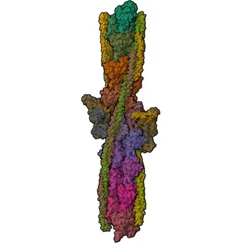 Anticorpo Monoclonale di Coniglio Anti-Cardiac Troponin T/TNNT2 per WB, IF-P, IHC-P, ELISA - P45379