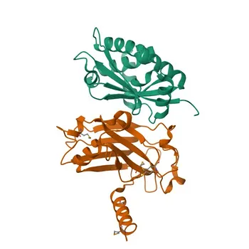 [Validado por KD] Anticorpo Monoclonal Anti-TRADD para WB, IP, ELISA - Q15628
