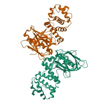Anticorpo Monoclonal de Coelho Anti-Fosfo-FAK-Y397 para WB e ELISA - Q05397