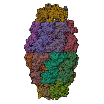 جسم مضاد وحيد النسيلة من الأرنب Anti-HSPE1/HSP10/CPN10 للاستخدام في WB وIHC-P وELISA - P61604