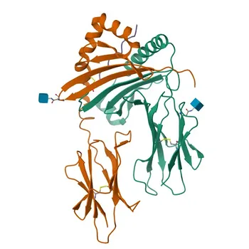 Anti-HLA-DPB1 Rabbit Monoclonal Antibody for WB, IF-P, IHC-P, ELISA - P04440