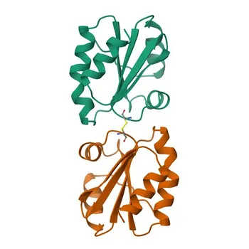 Anticorpo monoclonale Anti-Thioredoxin 1 (Trx1/TXN) per WB, IHC-P, ELISA - P10599