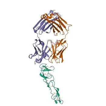 Anticorps monoclonal de lapin anti-CD27 humain pour cytométrie en flux - P26842