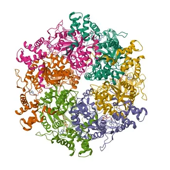 Anticorpo monoclonale coniglio anti-Reptin/RUVBL2 per WB, ELISA - Q9Y230