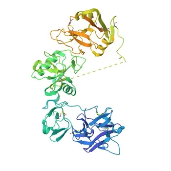 Rabbit anti-Human CD206/MMR Monoclonal Antibody for FC - P22897