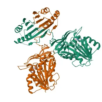 Anti-Spermine synthase Monoclonal Antibody for WB, ELISA - P52788