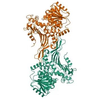 Anticorpo Monoclonal de Coelho Anti-G6PD para WB, IHC-P, IF/ICC, ELISA - P11413