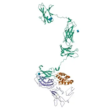 Anticorpo Monoclonal Coelho anti-Humano CD116 para FC - P15509