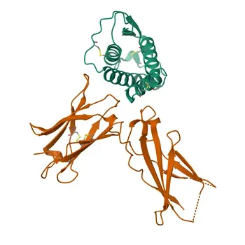 Anticuerpo monoclonal Anti-Humano CD124/IL-4Rα para citometría de flujo - P24394