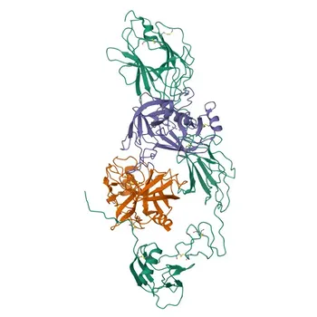 Anticorpo Monoclonale di Coniglio Anti-Tripsina per IF-P, IHC-P, ELISA - P07477