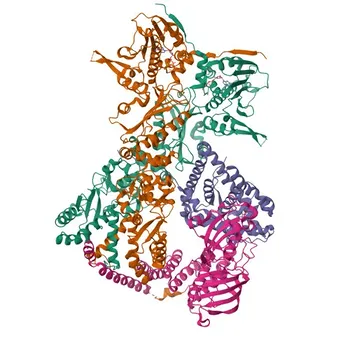 Anticorpo monoclonale coniugato anti-FKBP52/FKBP4 di coniglio per WB, IF/ICC, ELISA - Q02790