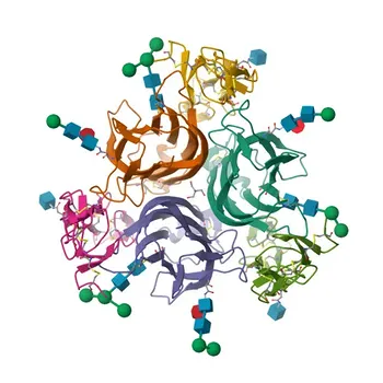 Anticorpo monoclonale coniglio anti-umano CD70 per citometria a flusso - P32970