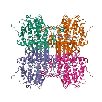 Anticuerpo monoclonal de conejo anti-adenosilhomocisteinasa (AHCY/SAHH) para WB y ELISA - P23526