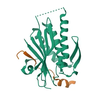 Anticorpo monoclonale coniglio MAD2B/MAD2L2 per WB, IF/ICC, ELISA - Q9UI95